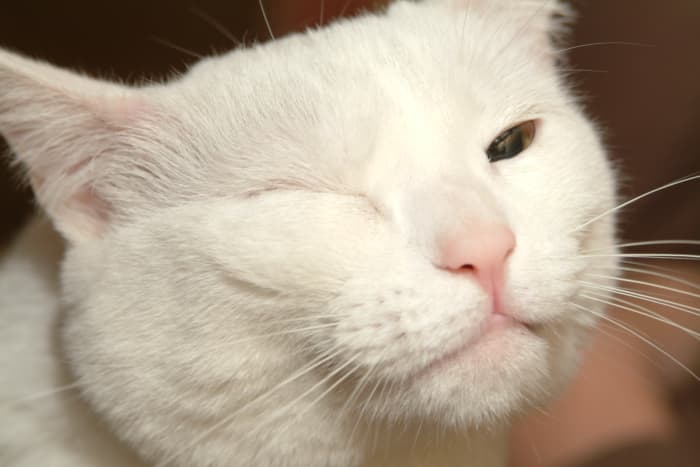Once Miss Kitty discovered her ancestors came to the United States by boat, she fell into her pirate phase.