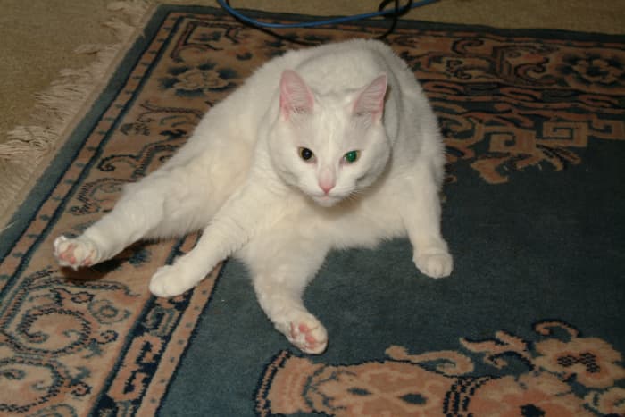 When Miss Kitty realized she had been seen conducting her cat grooming routine, the embarrassment was overwhelming. I have been sleeping with one eye open for days now (send catnip!).