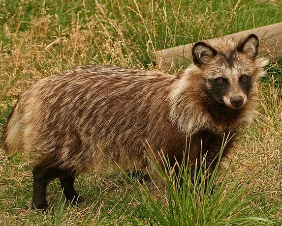 Aaaaaaaiiiiggghhhh! The radiation has created a raccoon dog! Okay, okay... Calm down. I just thought it was time for a little comedic breather from the doom and gloom. The raccoon dog is a real animal that lives in Japan. No mutation required.