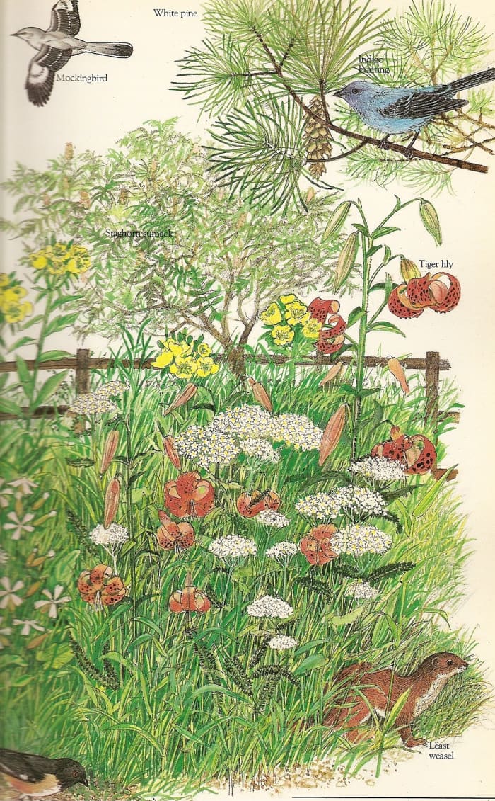 Wildlife of thickets and old fencerows: In the original picture a bird of prey, a red fox and a snake were also shown. I selected the garden like portion to demonstrate that nature is all. It is where we live. It include us.