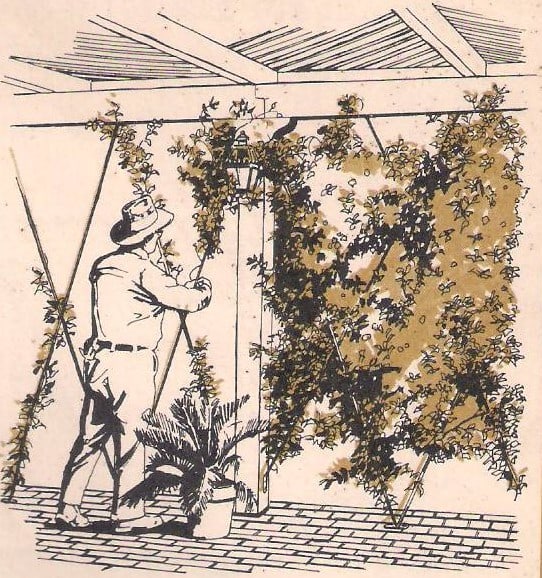 A patio screen constructed with plastic coated wire frame. Vines are planted and trained t trail on these frames.