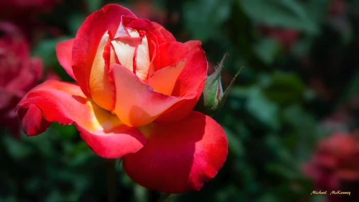 There's no flower more beautiful than a rose, and if you have one that looks like this, you could have many more that look the same.