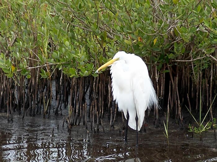 Merritt Island National Wildlife Refuge: Bird Watching In Florida ...