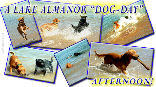 Bringing the dogs along on our Lake Almanor Water Vacation was a blast! They provided loads of fun and action!