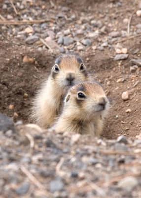 A relative of the ground squirrel, there are only 5 species of prairie dog in the world, all of which are found in North America.