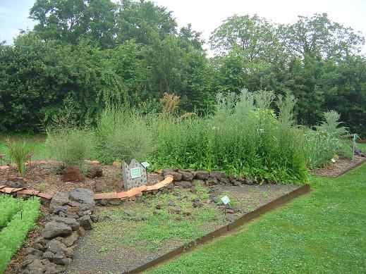 These are the newly created gardens at Cassinomagus featuring a range of plants that the Romans would have cultivated.