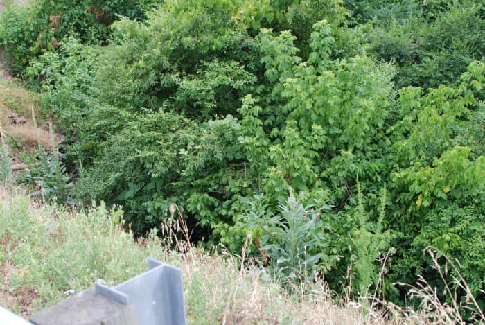 There is a ravine by the marker but is this the actual location? One source says the trestle was over Stillhouse Creek, there is no creek. Another source says the trestle was over Cherrystone Creek which is well outside of Danville.