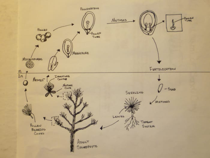 Gymnosperm Life Cycle Diagram