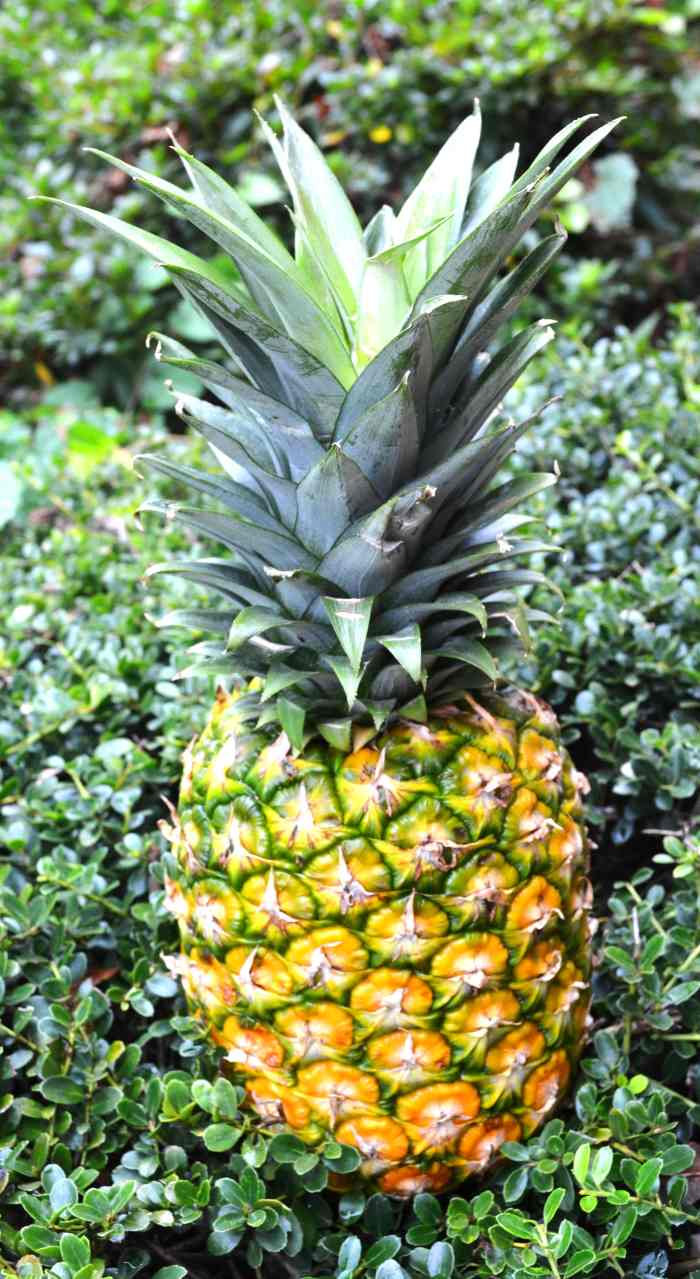 Horror in HawaiiThalia Massie's Lie Leads To Murder HubPages