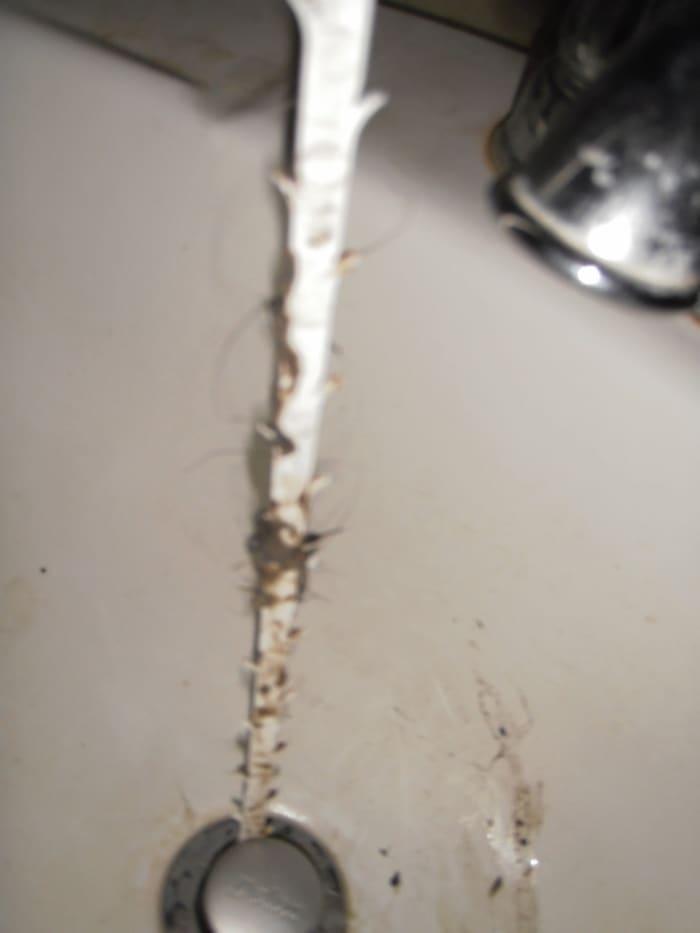 The Zip-It Drain Opening Tool from Canadian Tire or Wal-Mart will pull up the hair that is clogging your drain.