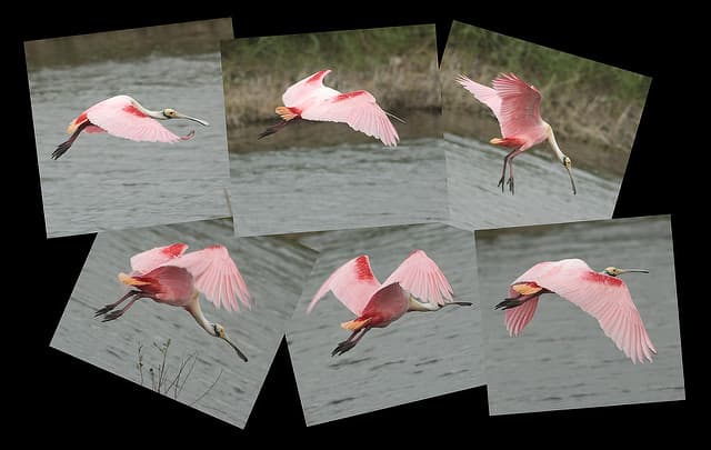 A spoonbill in flight over Everglades waters. A lot of beautiful water is seen in and around Orlando, but is it all drinkable?