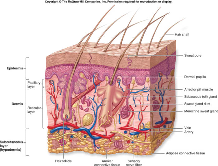 The follicle is directly connected to the blood stream and is not just an inactive and redundant mechanism.