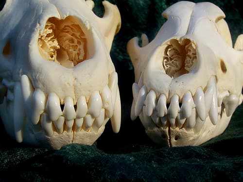The quality of a skull can be judged by the state of the scroll-like structures in the nasal cavity. Exceptional skulls have beautiful mazes of delicately thin bone. Crushed or missing portions are evidence of improper technique.