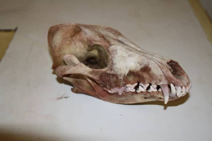 This is what your skull should look like after the Simmering Process and before the Degreasing Process.