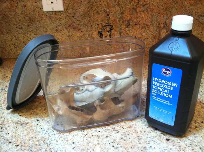 How To Clean A Skull HubPages