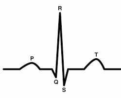 The pattern of an electrocardiogram of a human has more peaks before and after the major peak.