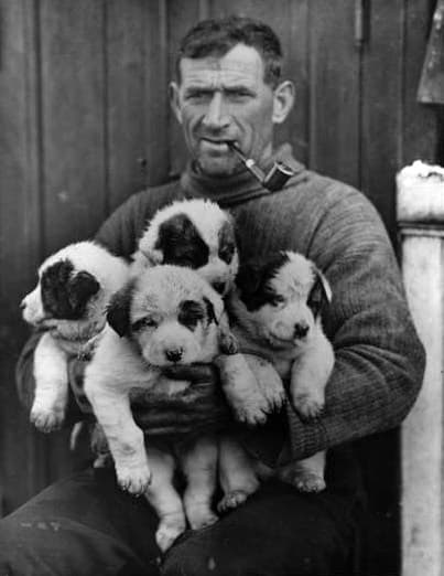 Crean and His Pups, taken during the Shackleton Expedition 1914-1916
