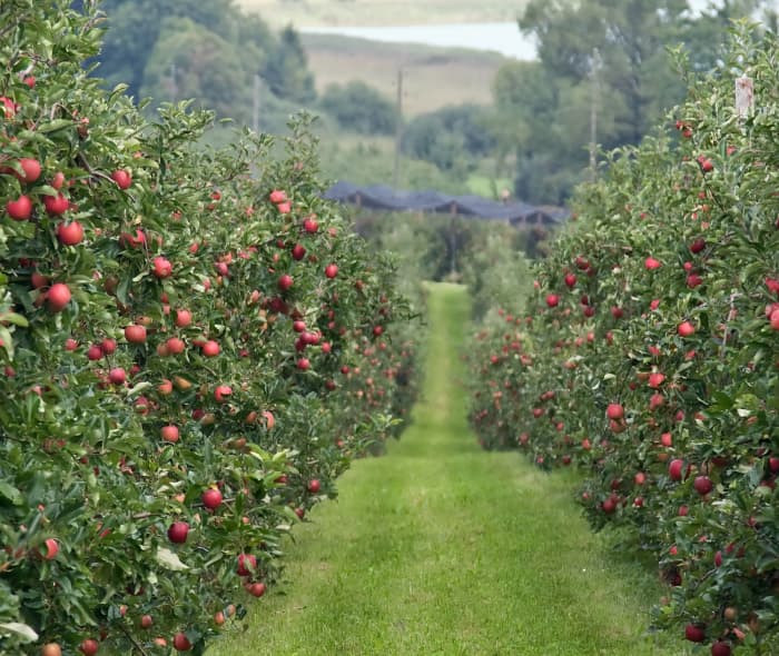 Seen here is a local orchard in its natural climate sits atop a foggy mountain yielding a bountiful harvest for the upcoming fall and winter.