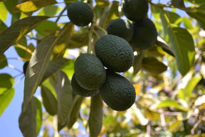The avocado is a tree, long thought to have originated in South Central Mexico, classified as a member of the flowering plant family Lauraceae. The fruit of the plant, also called an avocado, is botanically a large berry containing a single large see