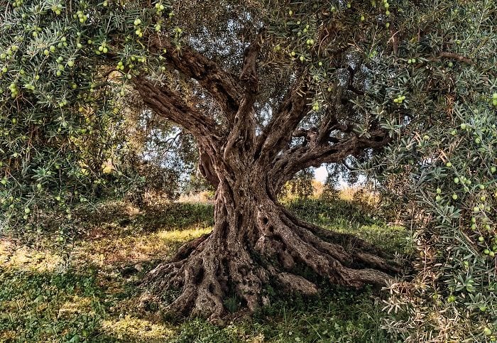 The olive, known by the botanical name Olea europaea, meaning "European olive", is a species of small tree in the family Oleaceae, found in the Mediterranean Basin from Portugal to the Levant, the Arabian Peninsula, and southern Asia as far east as C