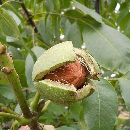 Walnut trees are any species of tree in the plant genus Juglans, the type genus of the family Juglandaceae, the seeds of which are referred to as walnuts