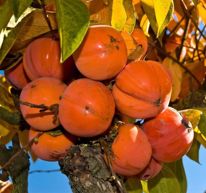 The persimmon is the edible fruit of a number of species of trees in the genus Diospyros. The most widely cultivated of these is the Asian or Japanese persimmon, Diospyros kaki. Diospyros is in the family Ebenaceae, and a number of non-persimmon spec