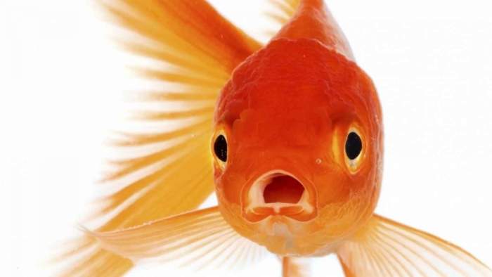 According to some experts, our attention spans may have shortened to that of LESS than a goldfishs'.