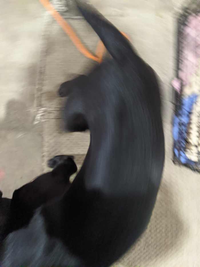 It is excited, which is dangerous with an overnight bladder, because this dog lacks pee control, and will spray you with urine if you don't get him outside. Now.