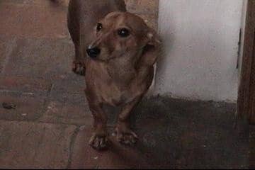 Dachshunds can be loyal, funny companions but some may not do too well with young children.