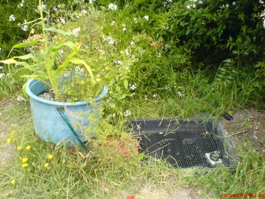 from the picture you can see the hose (green hose) from the pump going up from the fish tub into the grow tub to water the plants