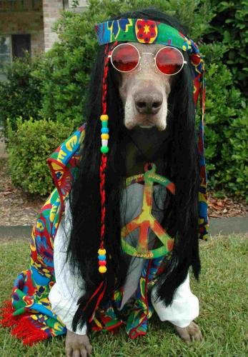 Hippie Hound Dog's Tip of the Day: Watch the movie "Dazed and Confused"... Awesome Hippie Era Movie!!! Also, it will give you great fashion ideas for bellbottoms!!!