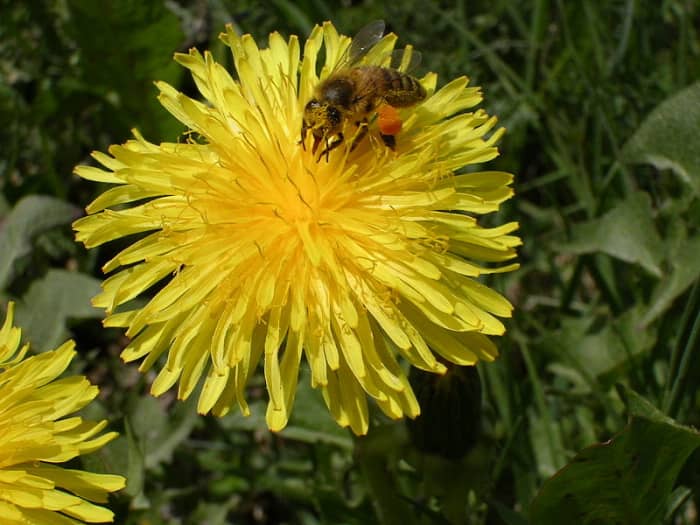Dandelions are one of the best pollinator plants. Look at all the pollen on the hind legs of this honeybee.
