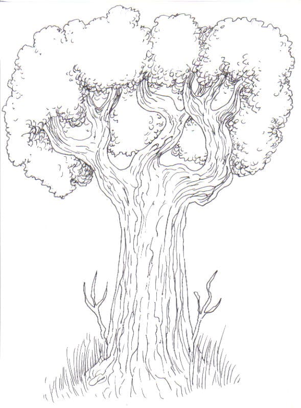 Drawing Trees: How To Draw A Tree Step By Step - HubPages