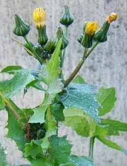 Notice how the sow thistle has many flower buds sprouting from one stalk.