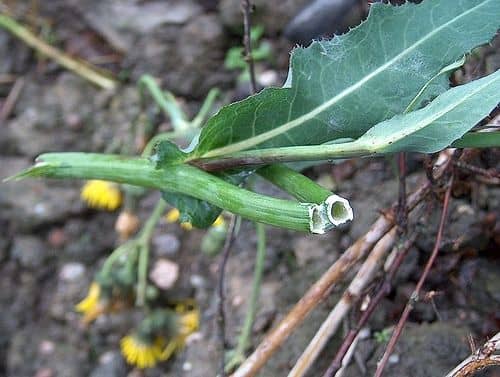 This picture is actually Sonchus arvensis, but S. oleraceus has the same kind of stem. (Wikimedia Commons: Anneli Salo)