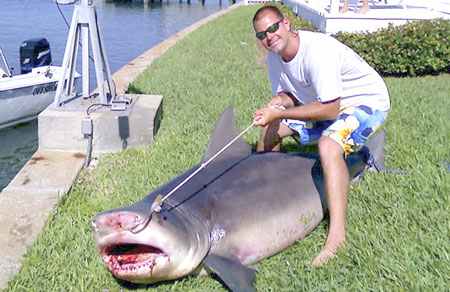 New depths for shark danger Bull sharks are one of the most widely distributed sharks in the world. These animals are unique because they can survive in fresh and saltwater. The above Bull Shark recently caught 100 feet off St Petersburg Florida