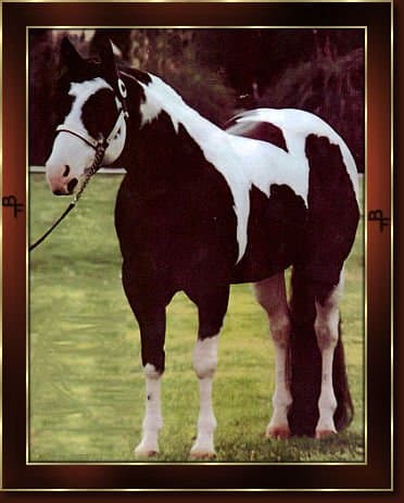 Leo San Cita, excellent performer as well as producing peformance sire. Carries both tobiano and overo genes making him a high color producer.