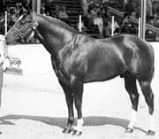 Leo San Siemon, AQHA stallion and in the pedigree of Ris Key Business, QT Poco Streke and Leo San Cita. All photos are the property of their respective owners and may not be copied or reproduced without the owner's prior permission.