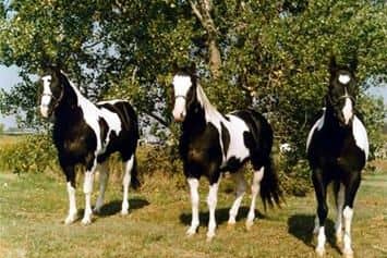 Ris Key Business,two time APHA champion (middle) with his two most successful sons, RR Ris Key Masterpiece and Strait From Texas.