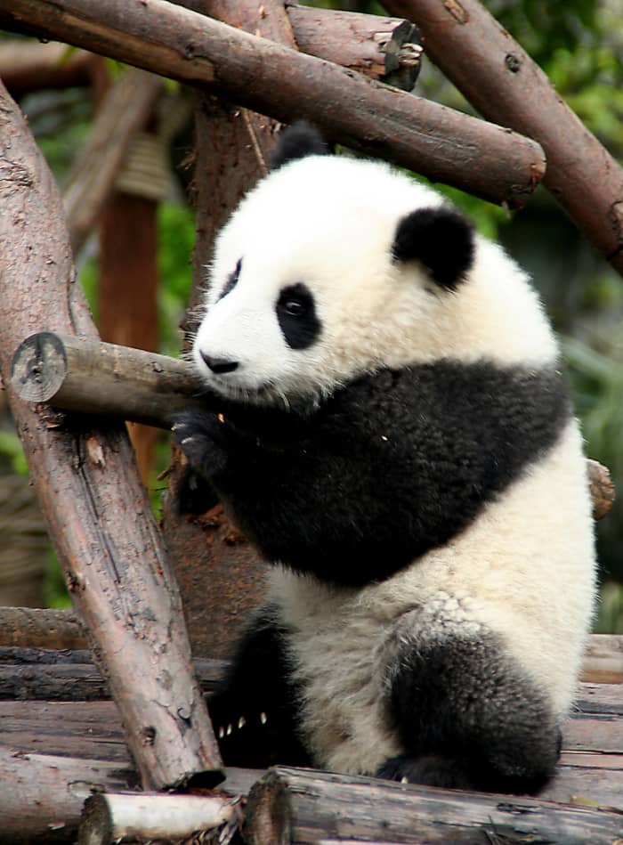 How to Save the Giant Pandas - HubPages