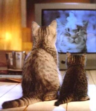 Young cat, if you keep your eyes open enough, oh, the stuff you would learn. The most wonderful stuff! - Dr. Seuss