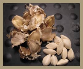 The Moringa Stenopetala seeds on the left are still in their husks, or shells. Those on the right side are husked or shelled.