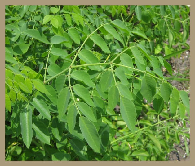 Moringa Stenopetala - The African Miracle Tree - HubPages