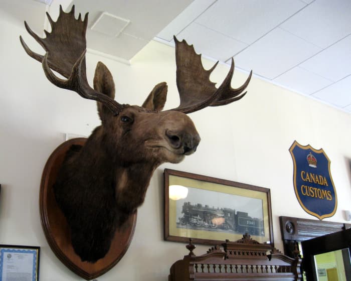 Look at the size of these antlers. A moose has really strong muscles in its neck to hold up the weight of the antlers.