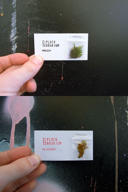 I like the idea of including a little extra something with the card - especially if it's a mini terrarium in a ziplock bag!