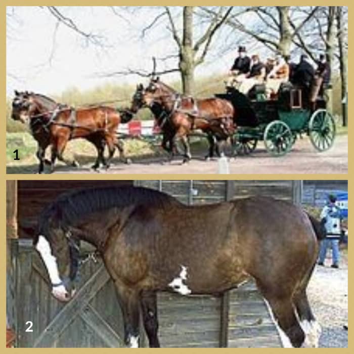 List of Horse Breeds A to Z Guide HubPages