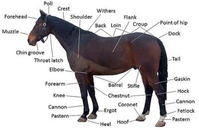 List of Horse Breeds: A to Z Guide - HubPages