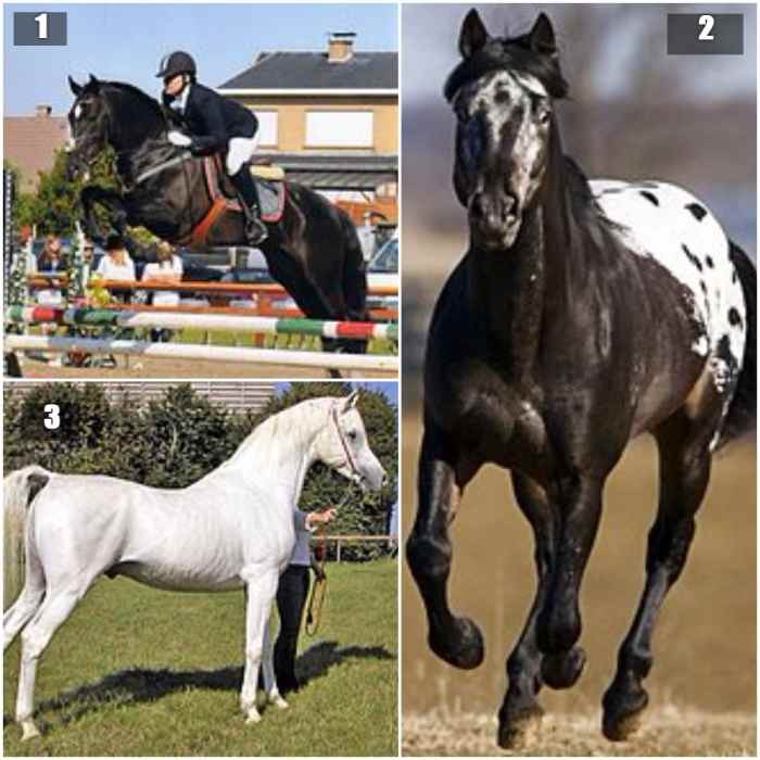 List of Horse Breeds A to Z Guide HubPages