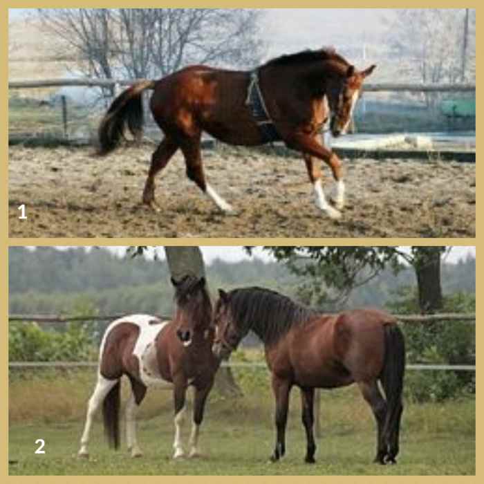 List of Horse Breeds A to Z Guide HubPages