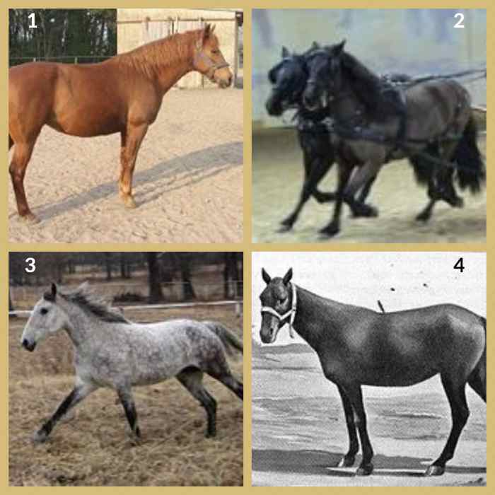 List of Horse Breeds A to Z Guide HubPages